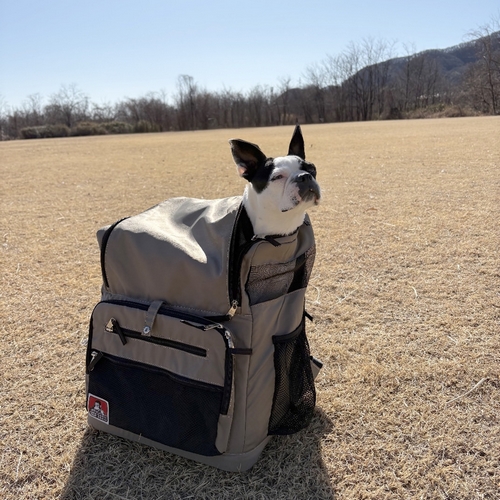 ベン デイビス | BEN DAVIS 【PET CARRY RUCKSACK】 | バックパック