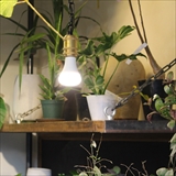 [ブリッド]PLANTS LIGHT 40 COOL