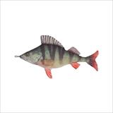 [ダルトン]FISHES PERCH 45