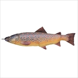 [ダルトン]FISHES BROWN TROUT 70