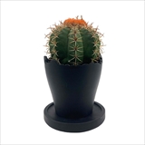 [カリン]Plastic Pot Cliff No.3
