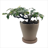 [カリン]Plastic Pot Cliff No.4