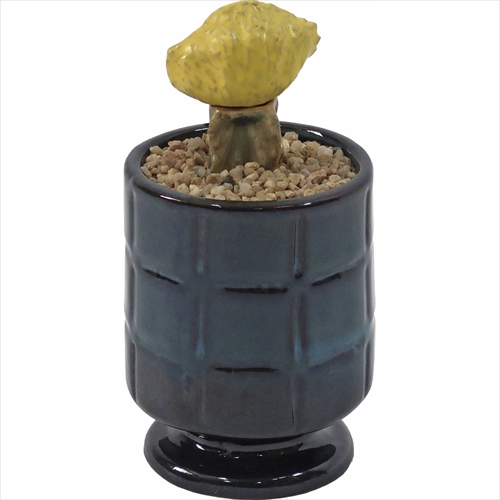 ポストジェネラル | THE CACTI POT | グリーン | GO OUT Online