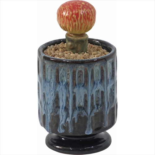 ポストジェネラル | THE CACTI POT | グリーン | GO OUT Online
