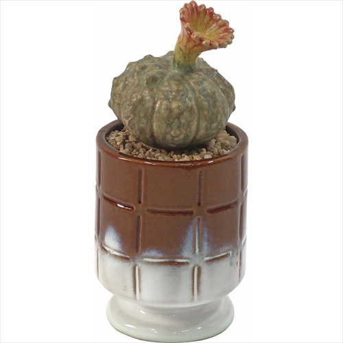 ポストジェネラル | THE CACTI POT | グリーン | GO OUT Online